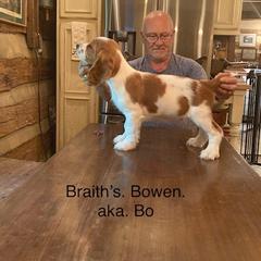 Welsh Springer Spaniel All Grown Up from Braith Welsh Springer Spaniels