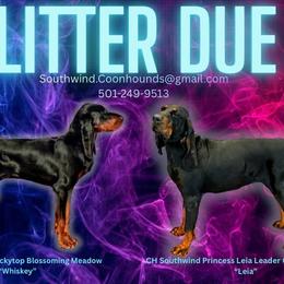 Black and Tan Coonhound puppies from Southwind Black and Tan Coonhounds