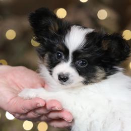 Biggie Smalls - White black and tan male Papillon puppy in Boardman, Ohio from Taliaferro Kennel