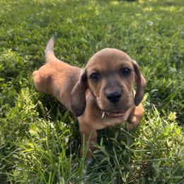 Dachshund Puppies from Steadfast station, mini dachshunds