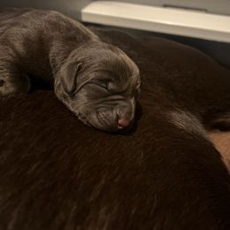 Shay - Chocolate Labrador Retriever puppy in Wilton, California from Naomi's Labrador Retrievers