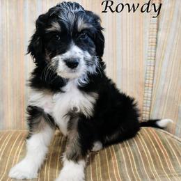 Rowdy - Black tri-color male Aussiedoodle puppy in Lancaster, Minnesota from Wilson Cattle Co.
