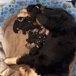 Jyn - Tri-color female Bernedoodle puppy in Springfield, Missouri from Doodle Dandy Bernedoodles