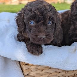 Grey collar - Brown and white male Aussiedoodle puppy in Coulee City, Washington from Mr and Mrs Doodle Farm
