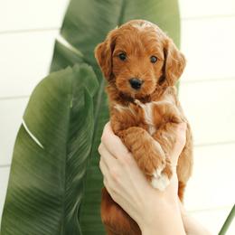 Orange  Boy - Red  male Goldendoodle puppy in Rio Linda, California from GoldendoodlePaw