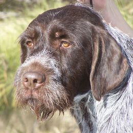 Wirehaired Pointing Griffons from Agassiz Wirehaired Pointing Griffons