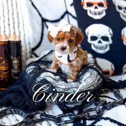 Cinder - Red  female Goldendoodle puppy in Springville, Utah from Happy Doodle