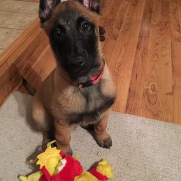 Belgian Malinois Puppies from Windrider Kennel