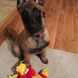 Belgian Malinois Puppies from Windrider Kennel