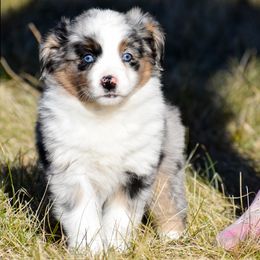 Arura - Blue merle female Miniature Australian Shepherd puppy in Akeley, Minnesota from Rustic Original Aussies