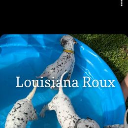 Dalmatian Puppies from Louisiana Roux Dalmatians