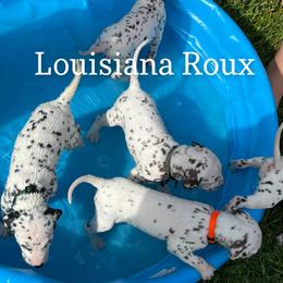 Dalmatian Puppies from Louisiana Roux Dalmatians