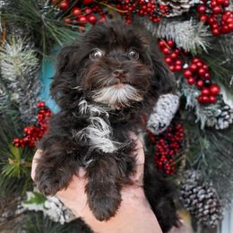 Roper - Brown white and tan male Cockapoo puppy in Ellensburg, Washington from Dawn to Dusk Cockapoos