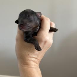 Noelle - Merle female Goldendoodle puppy in Bradenton, Florida from Doodle Acres