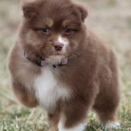 Swing - Red tri-color female Australian Shepherd puppy in Jameson, Missouri from Sky Creek