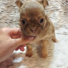 Chocolate sable - Chocolate sabled fawn female Chihuahua puppy in Richmond, Virginia from Breens