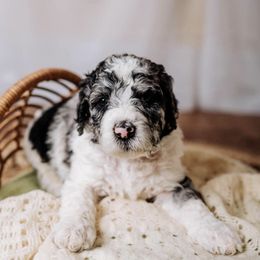 Goldendoodles from Hometown Poodles and Doodles