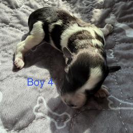 Baby boy 4 - Parti male Miniature Schnauzer puppy in Sacramento, California from Valdez Mini Schnauzers