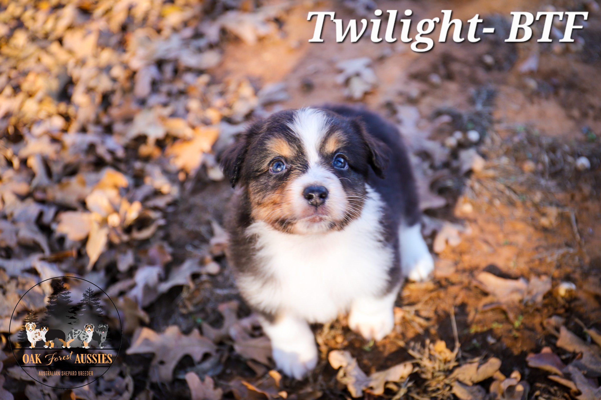 Twilight - Black Australian Shepherd puppy in Stillwater, Oklahoma from Oak Forest Aussies