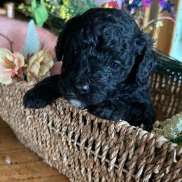 Patriot,  2 weeks old - Black male Cockapoo puppy in Crawford, Colorado from Saddle Mountain Doodles