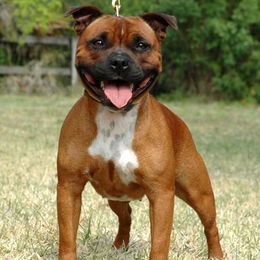 Staffordshire Bull Terriers from Shortyrock Staffordshire Bull Terriers