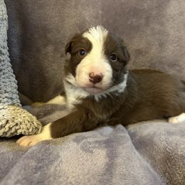 Juju - White and red female Border Collie puppy in Jonesboro, Arkansas from Hampton Border Collies