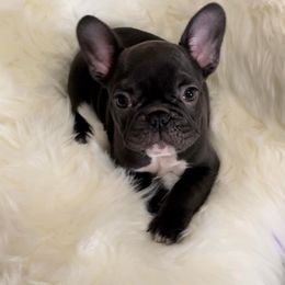 French Bulldog Puppies from Porchant French Bulldogs
