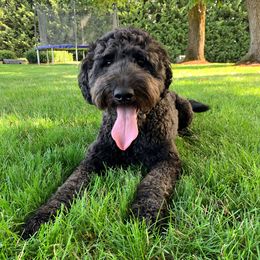 Rigby - Goldendoodle