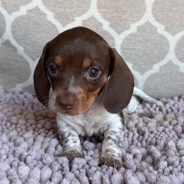 CKC Girl 1 - Piebald female Dachshund puppy in Joshua Tree, California from Desert Dreams Ranch