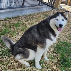 Magnolia - Black and white female Siberian Husky puppy in Grayson, Kentucky from Kentucky Huskies