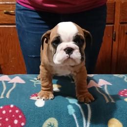 Bentley - Fawn male Bulldog puppy in Cannon Falls, Minnesota from Pattys Boxers and Bulldogs