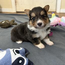 Full fluffy Boss - Black and white male American Corgi puppy in Decatur, Texas from Bar S Corgis