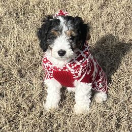 Willis - Merle male Bernedoodle puppy in Fort Gibson, Oklahoma from Waggle Doodles