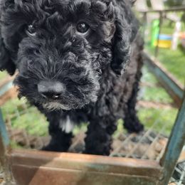 Assorted Doodle Crosses, Aussiedoodle, Cockapoo, and Poodle Puppies from Lucky Pup Meadows