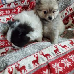 Companion Cross, Pomeranian, and Sheepadoodle Puppies from Fluffy Wonders Poms and Doodles