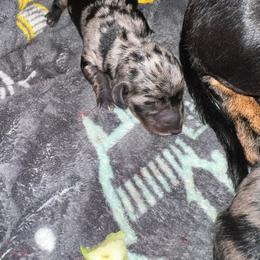 Luke - Dapple male Dachshund puppy in Meridian, Id 83646 3658, Idaho from Boise Best Mini Dachshunds
