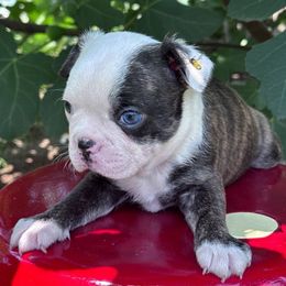 Wolverine - Brindle and white male Boston Terrier puppy in Lexington, South Carolina from Velveteen Bostons