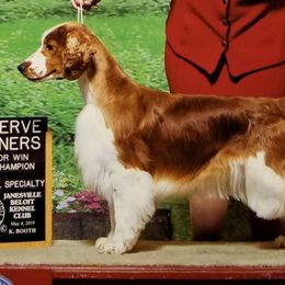 Welsh Springer Spaniel All Grown Up from Renascent Welsh Springer Spaniels