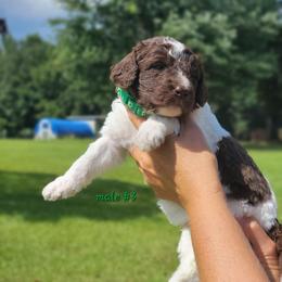 Boy 3 - male Newfypoo puppy in Shelby, Alabama from New Life Family Farm