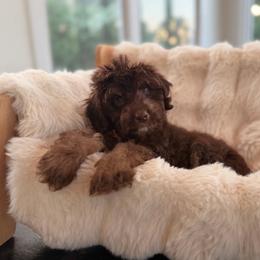 Wren - Red phantom female Aussiedoodle puppy in North Royalton, Ohio from Johnson's Doodles