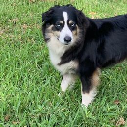 Emma - Miniature Australian Shepherd