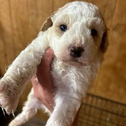 Theodore - Cream male Cavapoo puppy in Greensburg, Kentucky from Doodle Me Crazy