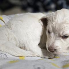 Golden Mountain Doodles from Ottie's Angels