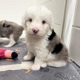 Levi - Blue merle male Aussiedoodle puppy in Heber City, Utah from Junipersdoodles