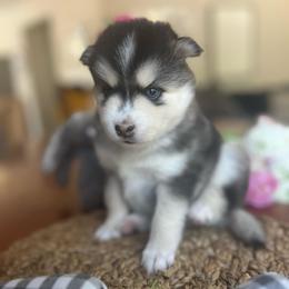 Katmai - Silver and white female Pomsky puppy in Rathdrum, Idaho from Smart Pomskies and Frenchies