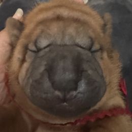 Red - Red fawn female Chinese Shar-Pei puppy in Oakwood, Ohio from CarPeiDiem Chinese Shar-Pei