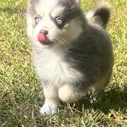 Electra Girl 3 - Blue female Pomsky puppy in Monroe, Georgia from Beastly Beauties Huskies & Pomskies