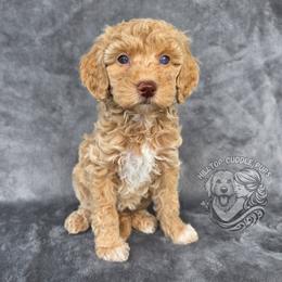 Amethyst - Cream female Goldendoodle puppy in Chattanooga, Tennessee from Hilltop Cuddle Pups
