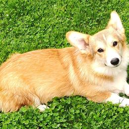 Pembroke Welsh Corgi puppies from VENGREY Corgis
