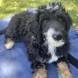 Nature Boy Ned - Phantom male Bernedoodle puppy in Chandler, Arizona from Phoebe's Bebies